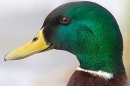 Mallard m portrait. Jan.'15.