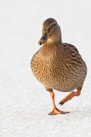 Mallard f walking on ice. Jan.'15.