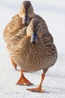 2 female Mallards on ice in tandem. Jan.'15.