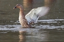 Mallard f bathing 2. Jan.'15.