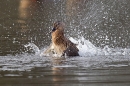 Mallard f bathing. Jan.'15.