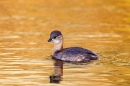 Little Grebe. Jan.'15.