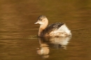 Dabchick. Jan.'15.