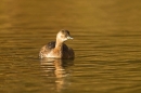 Little Grebe and grub. Jan.'15.