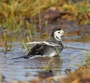 Pied Wagtail bathing. Feb. '15.