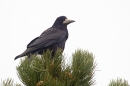 Rook and pine cones. Mar. '15.