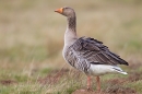 Greylag Goose 1. Mar. '15.