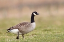 Canada Goose on the move. Mar. '15.