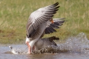 Greylag Geese,3's a crowd. Mar. '15.