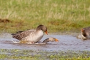 Mating Greylag Geese and the jealous one. Mar. '15.