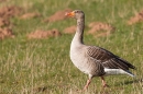 Greylag Goose striding out. Mar. '15.