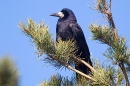 Rook on pine 5. Mar. '15.