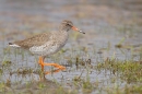 Redshank on the move. Mar. '15.