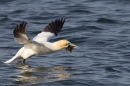 Gannet taking off,with seaweed 6. Apr. '15.