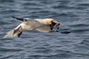 Gannet taking off, with seaweed 5. Apr. '15.