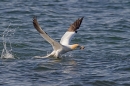 Gannet taking off with seaweed 4, Apr. '15.