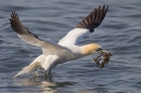 Gannet taking off with seaweed 3. Apr. '15.
