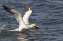 Gannet taking off with seaweed 2. Apr. '15.