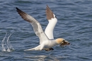 Gannet taking off with seaweed 1. Apr. '15.