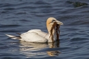 Gannet sitting on the sea,with seaweed 1. Apr. '15.