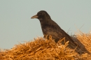 Carrion Crow in straw heap. Apr. '15.