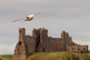 Fulmar and Tantallon Castle. May. '15.