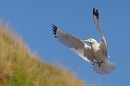 Kittiwake in flight at nest site 2. May. '15.