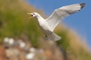 Kittiwake in flight at nest site 1. May. '15.