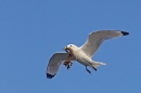 Kittiwake in flight with nest material 2. May. '15.