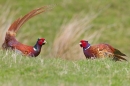 Sparring Cock Pheasants 2. May. '15.