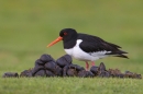 Oystercatcher and horse dung. May. '15.
