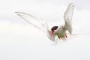 Arctic Tern in flight. June '15.