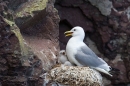 Kittiwake and young on nest 2. June '15.