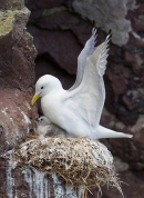 Kittiwake and young on nest 1. June '15.