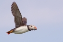 Puffin in flight with sand eels 7. July '15.