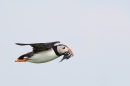 Puffin in flight with sand eels 6. July '15.