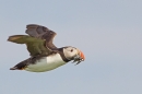 Puffin in flight with sand eels 5. July. '15.