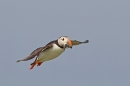 Puffin in flight with sand eels 4. July '15.