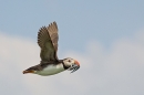 Puffin in flight with sand eels. July '15.