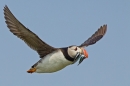 Puffin in flight with sand eels 2. July '15.