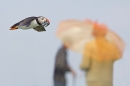 Puffin in flight with sand eels,The Parasol. July '15.