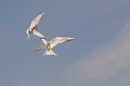 2 Arctic Terns in flight. July '15.