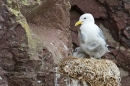 Kittiwake and 2 young on nest. July '15.