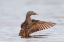 Female Eider flapping on the sea. July '15.