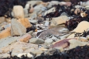 Ringed Plover on nest with chick. July.'15.