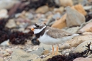 Ringed Plover 4. July.'15.