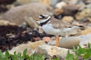 Ringed Plover 2. July.'15.