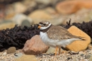 Ringed Plover 1. July.'15.