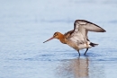 Black tailed Godwit with raised wings. Aug. '15.