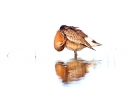 Black tailed Godwit,preening. Aug. '15.